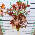 Javor mliečny (Acer platanoides) ´CRIMSON SENTRY´  - výška 120-140 cm, kont. C5L  - NA KMIENKU